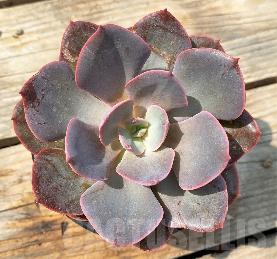 SHPR12814 Echeveria hybrid - Image 2