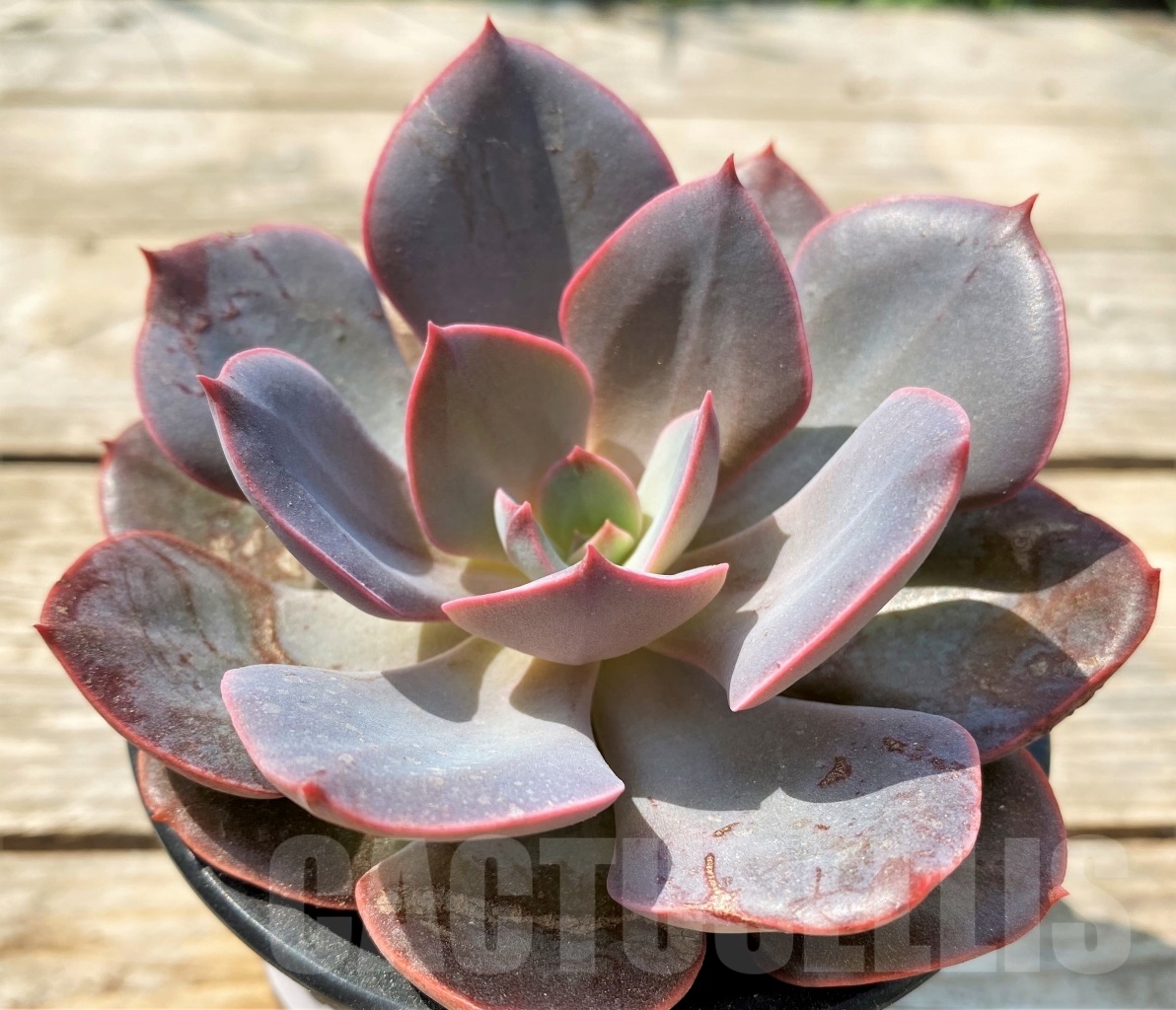 SHPR12814 Echeveria hybrid - Image 3