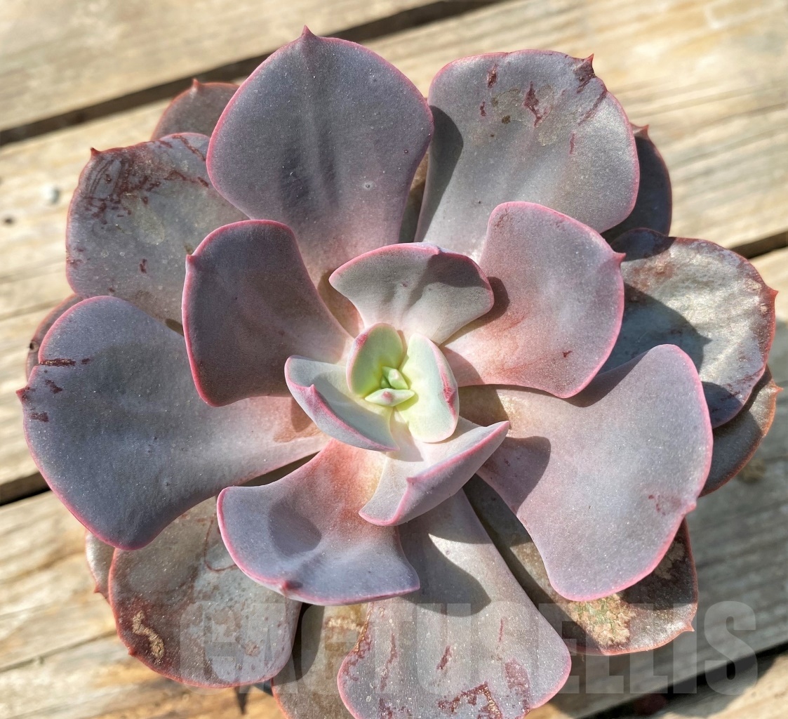 SHPR12815 Echeveria hybrid