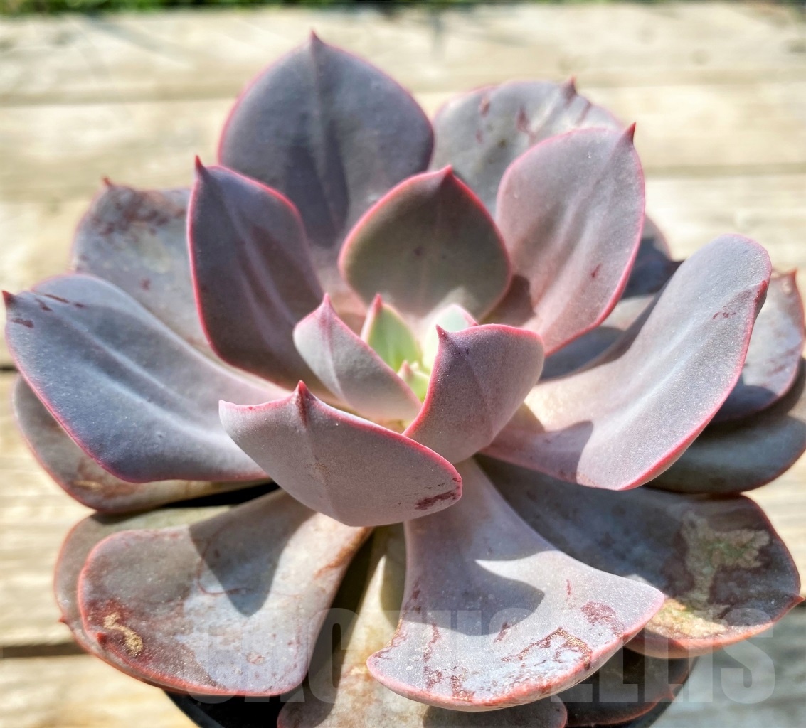 SHPR12815 Echeveria hybrid - immagine 2