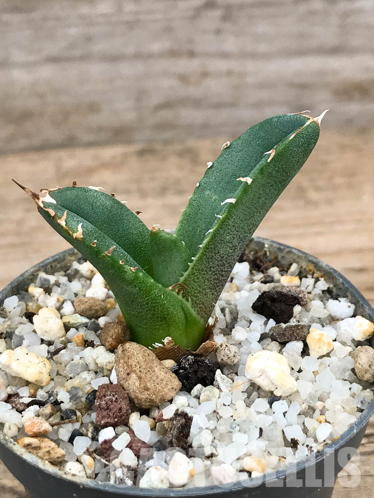 SHPR5939 Agave titanota -Siera Mixteca- - Image 2