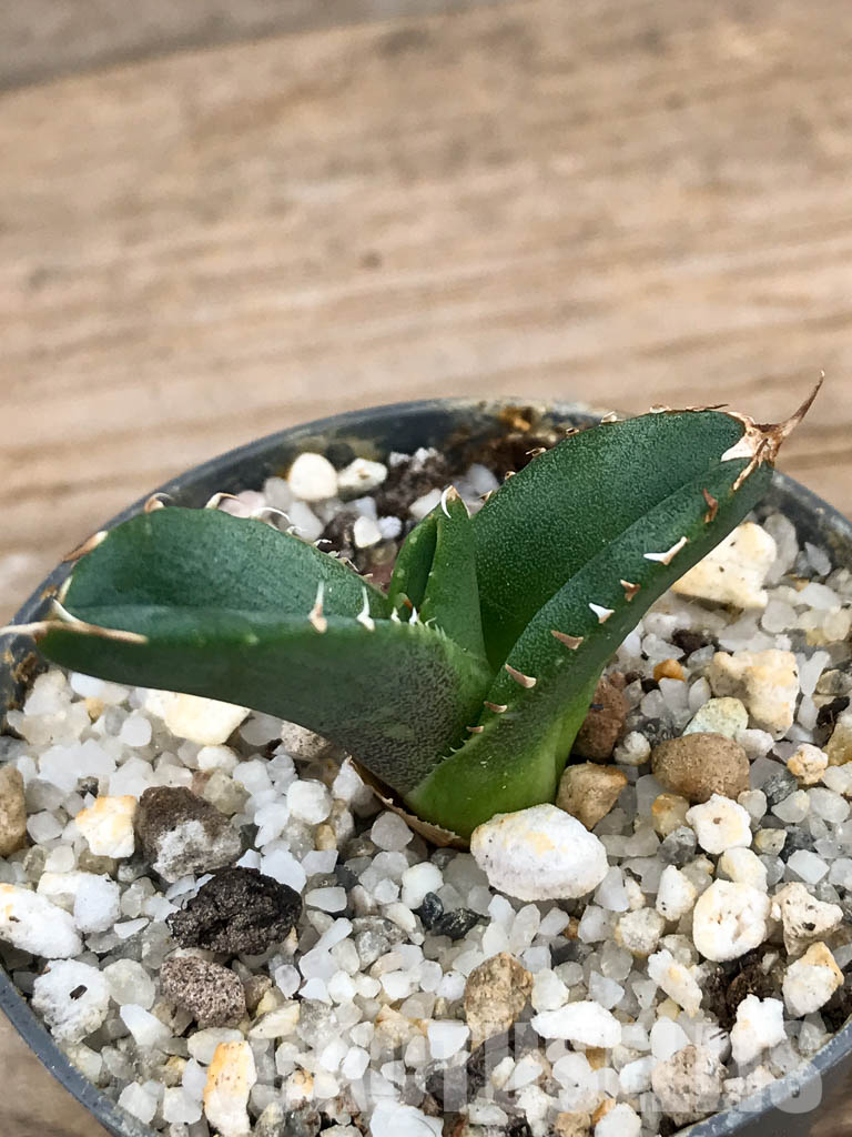 SHPR5939 Agave titanota -Siera Mixteca-