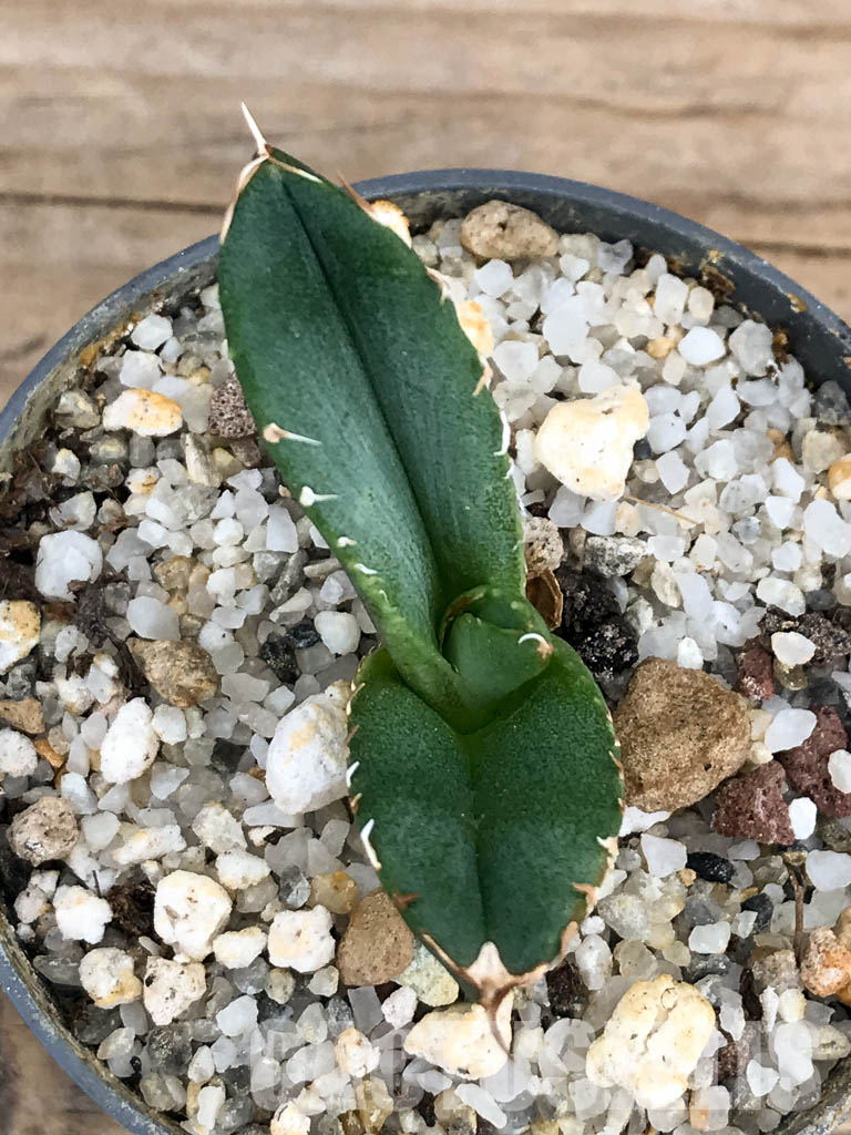 SHPR5939 Agave titanota -Siera Mixteca- - Image 3