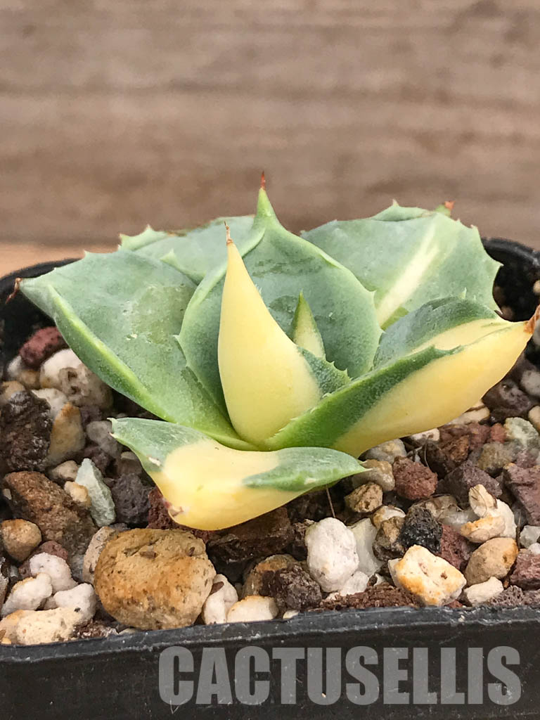 SHPR5942 Agave isthmensis 'Ohi Raijin Ki Nakafu' - Image 2