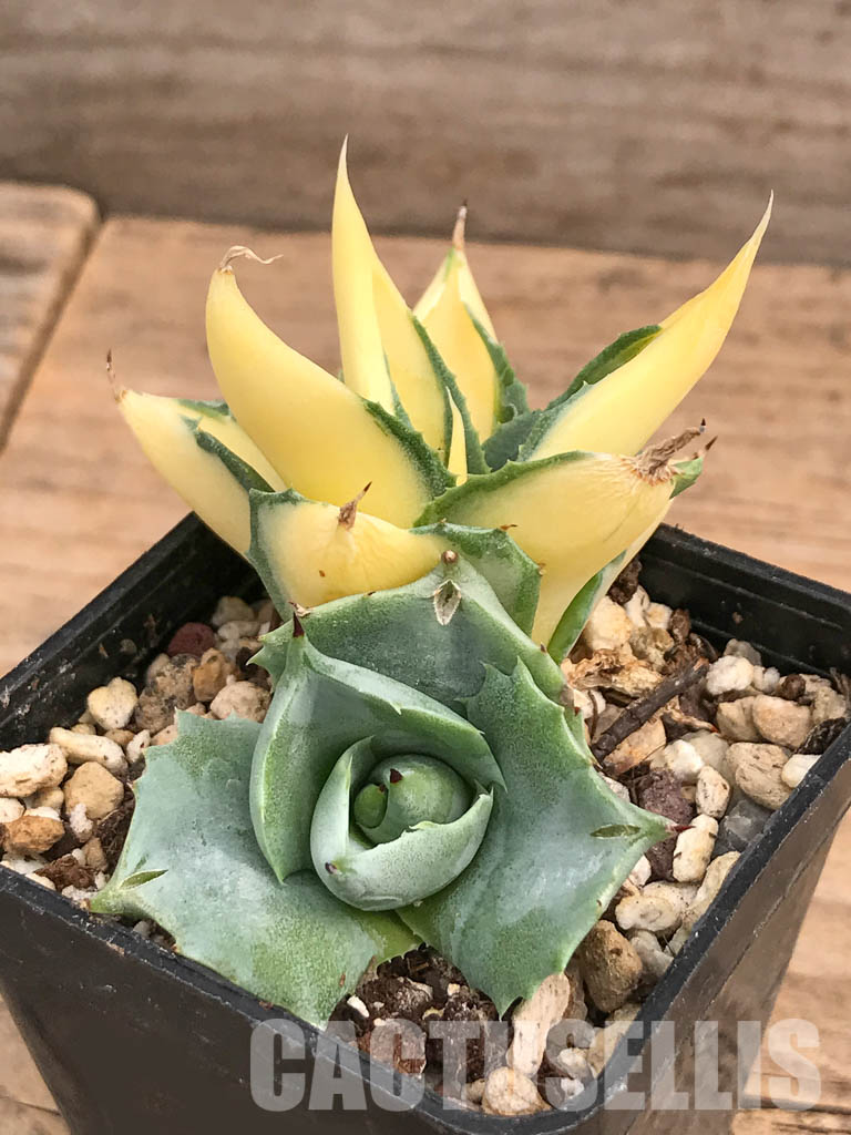 SHPR5946 Agave isthmensis 'Ohi Raijin Ki Nakafu' - Image 2