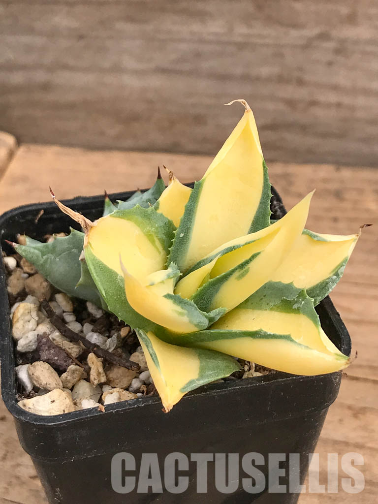 SHPR5946 Agave isthmensis 'Ohi Raijin Ki Nakafu' - Image 3