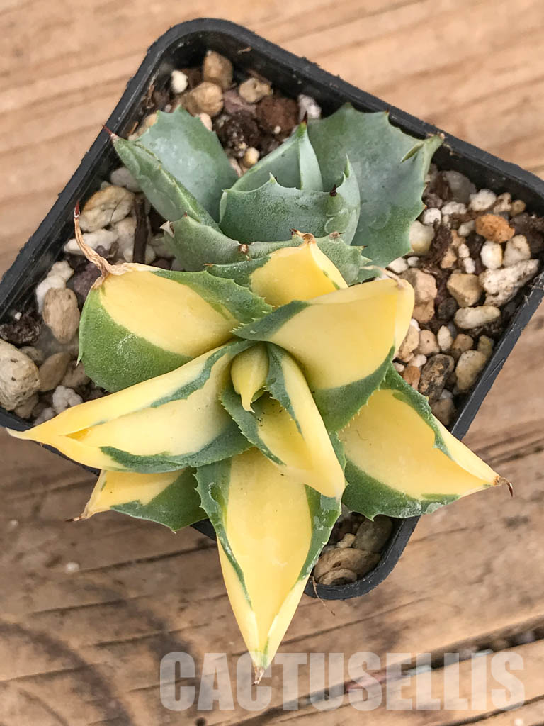 SHPR5946 Agave isthmensis 'Ohi Raijin Ki Nakafu' - Image 4