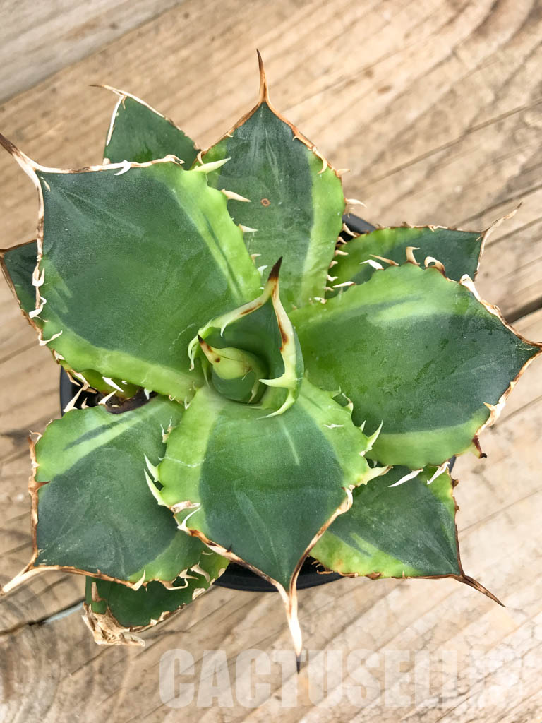 SHPR5947 Agave titanota f.variegata