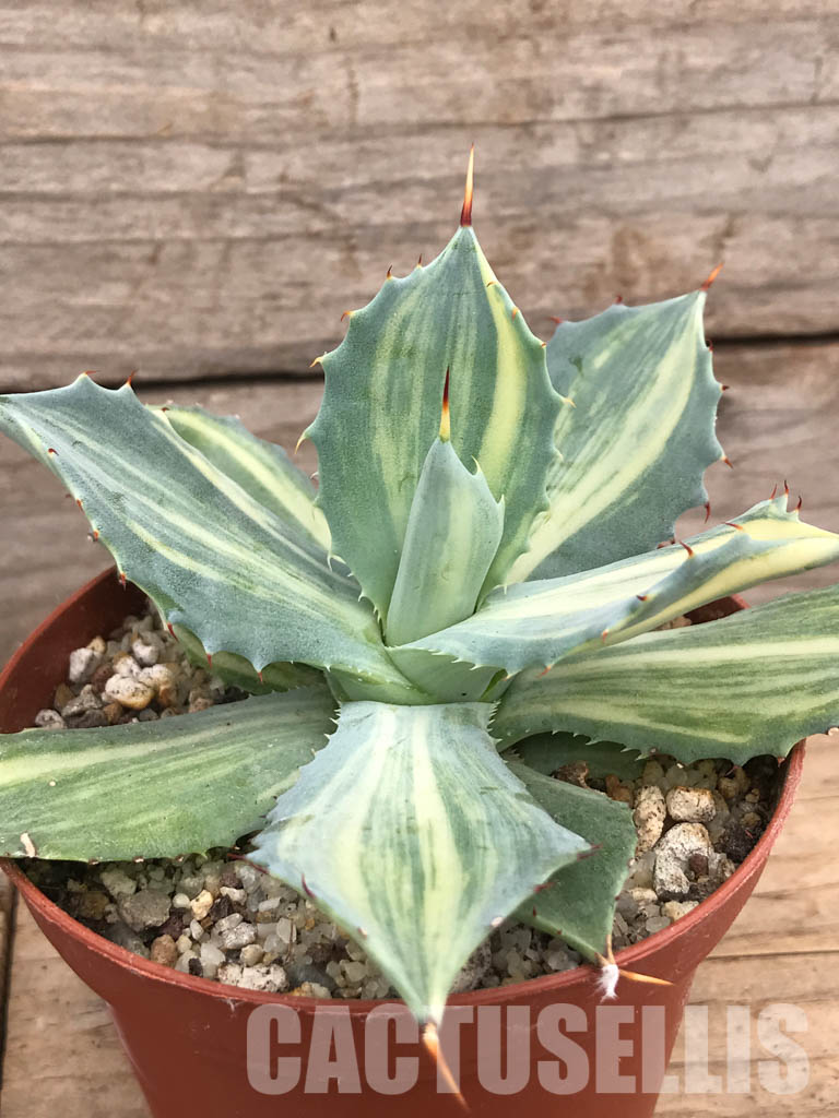 Agave isthmensis f.inermis mediopicta 中斑 Agave isthmensis f. mediopicta alba [large] | MCG™