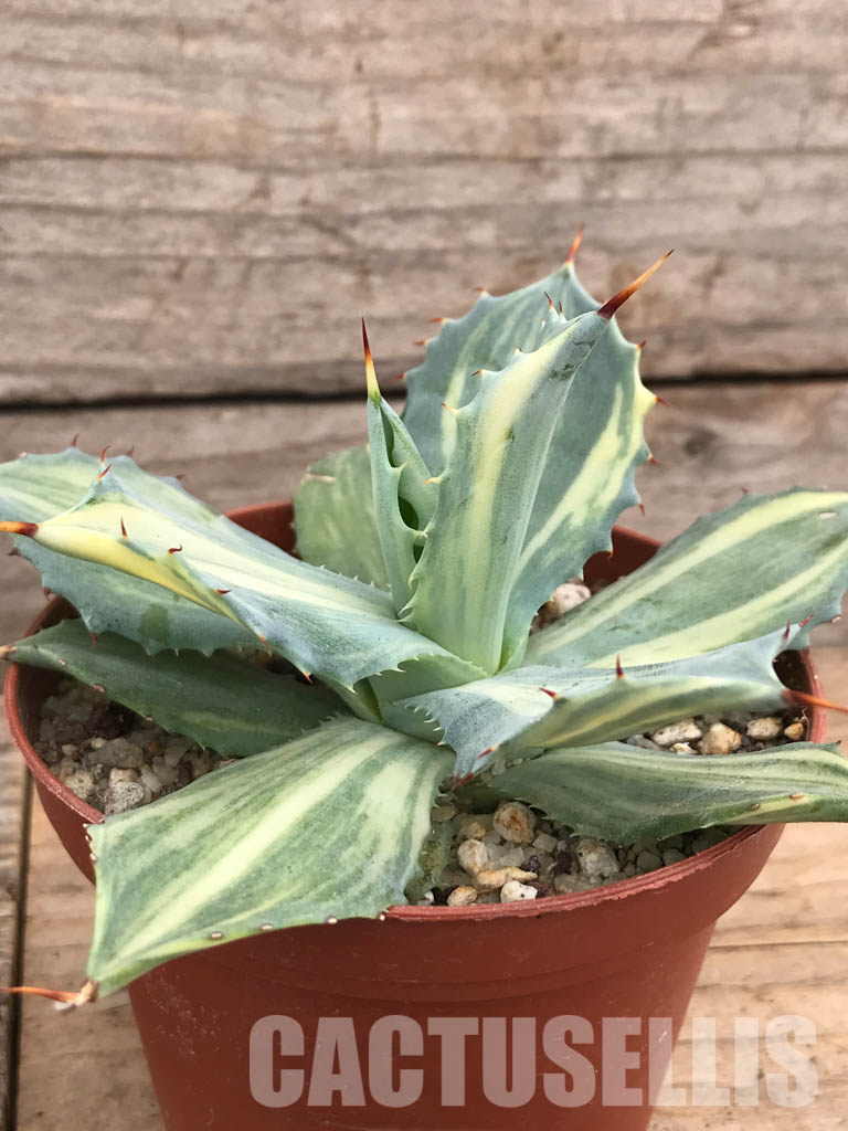 SHPR5950 Agave isthmensis f.variegata - Image 2