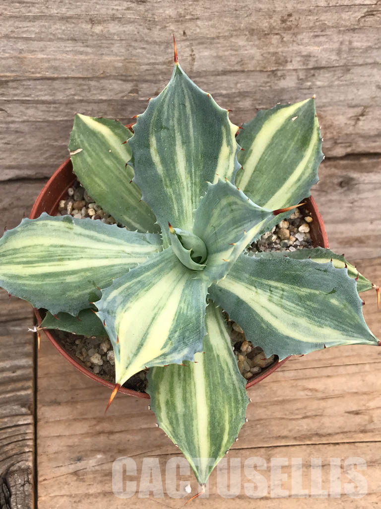 SHPR5950 Agave isthmensis f.variegata