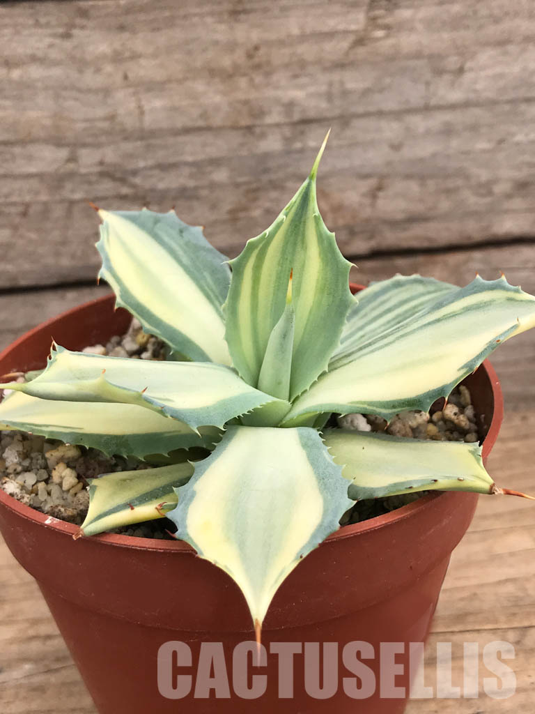 SHPR5951 Agave isthmensis f.variegata - Image 3