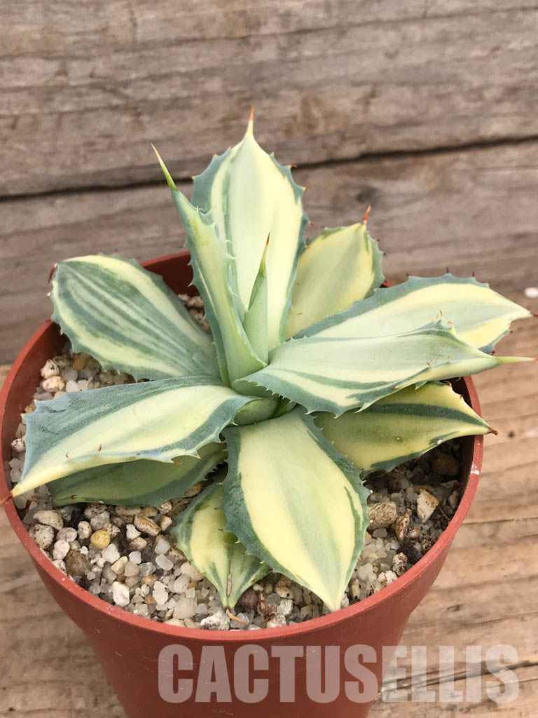 SHPR5951 Agave isthmensis f.variegata - Image 2
