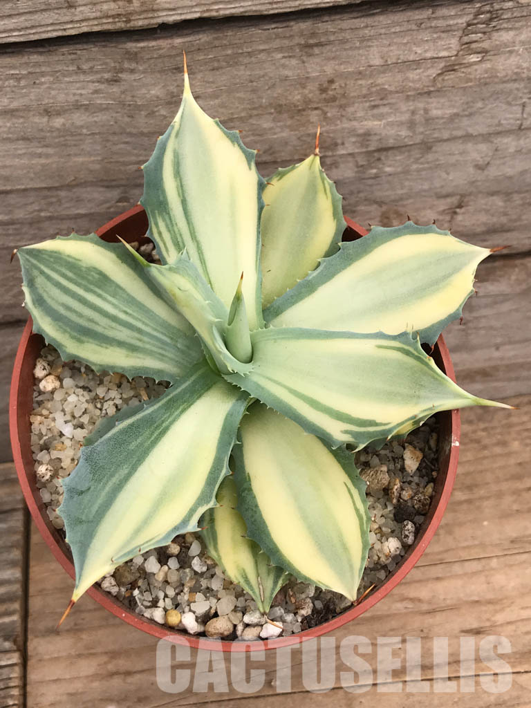 SHPR5951 Agave isthmensis f.variegata