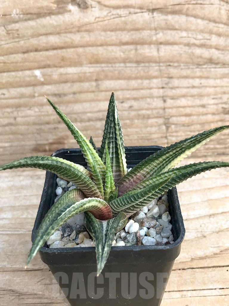 SHPR6751 Haworthiopsis limifolia f. variegata - Image 2