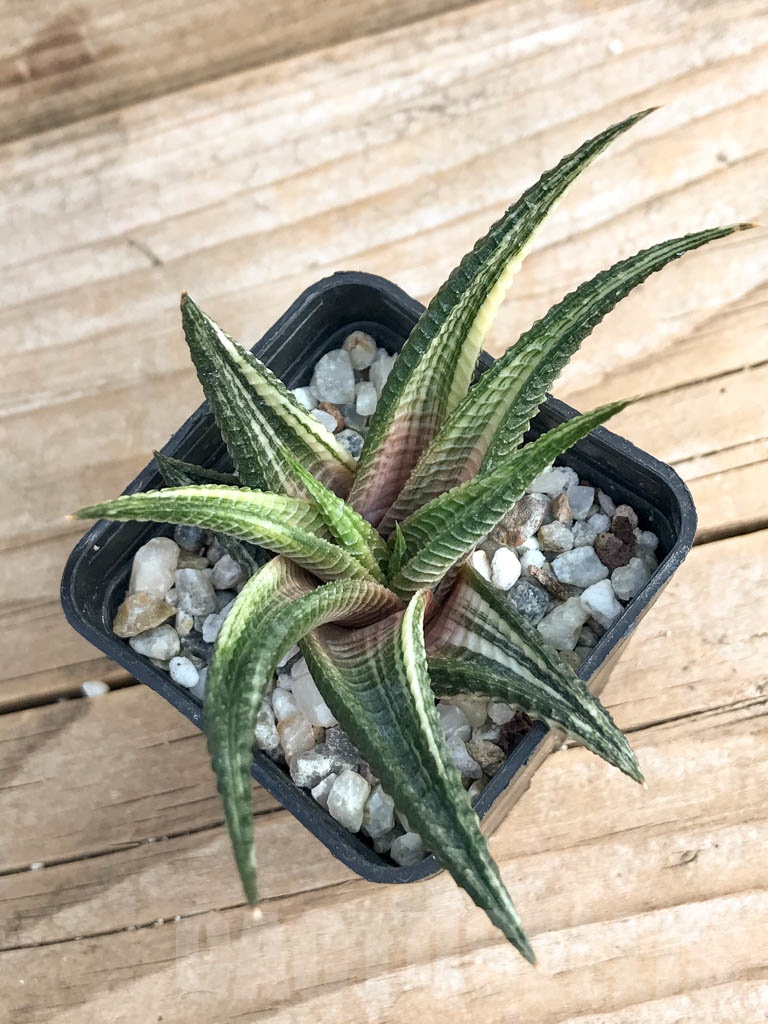 SHPR6751 Haworthiopsis limifolia f. variegata - Image 3