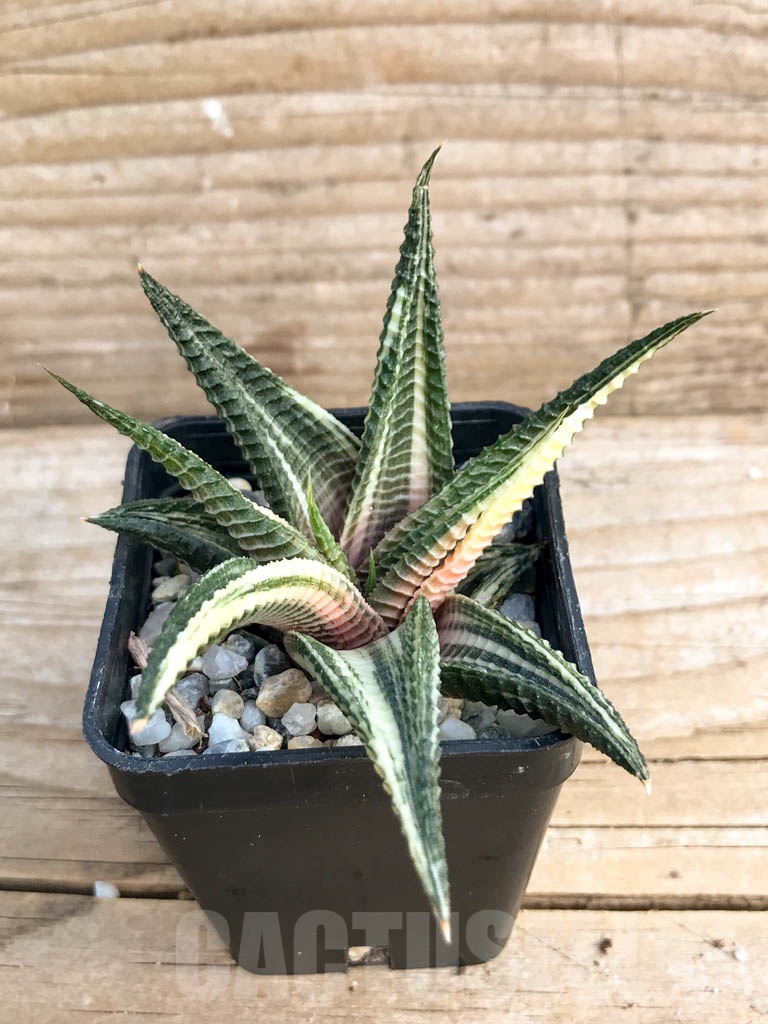 SHPR6751 Haworthiopsis limifolia f. variegata