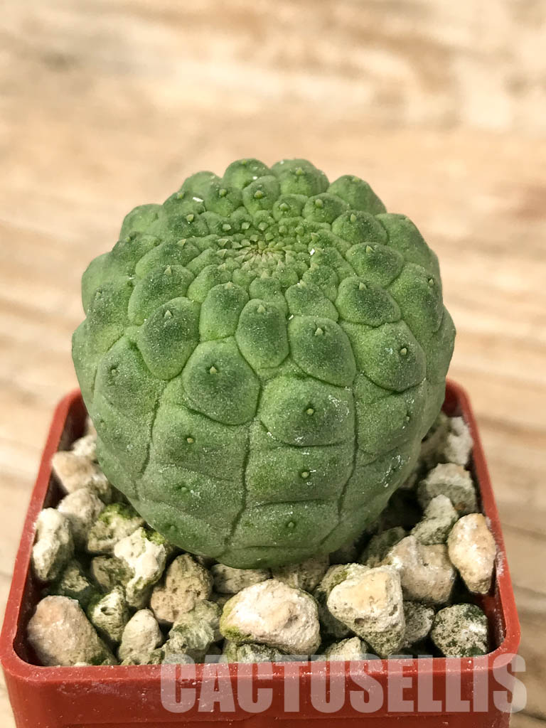 SHPR6813 Trichocaulon cactiforme - Image 2