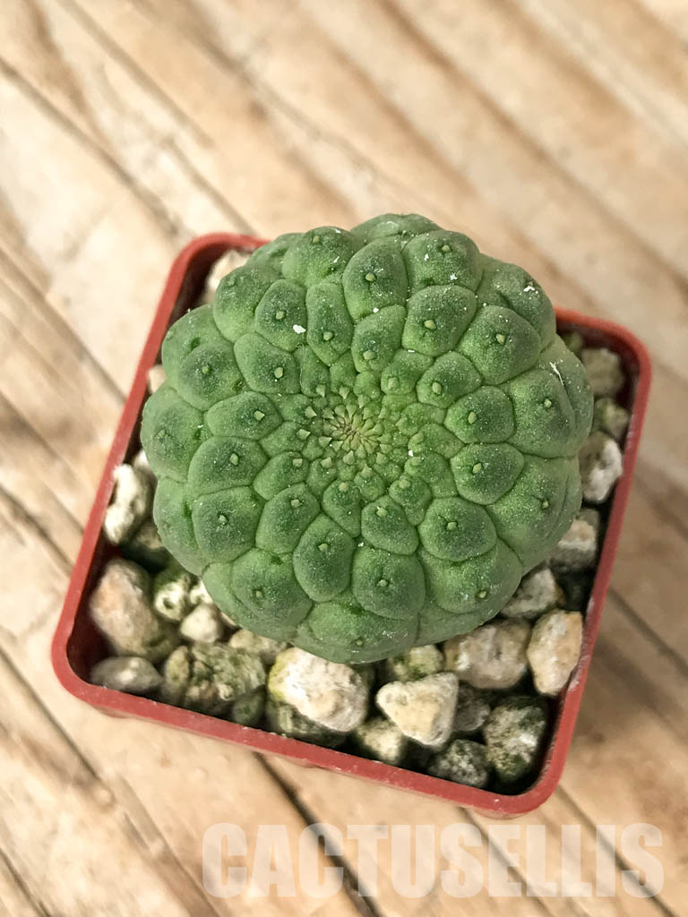 SHPR6813 Trichocaulon cactiforme - Image 3