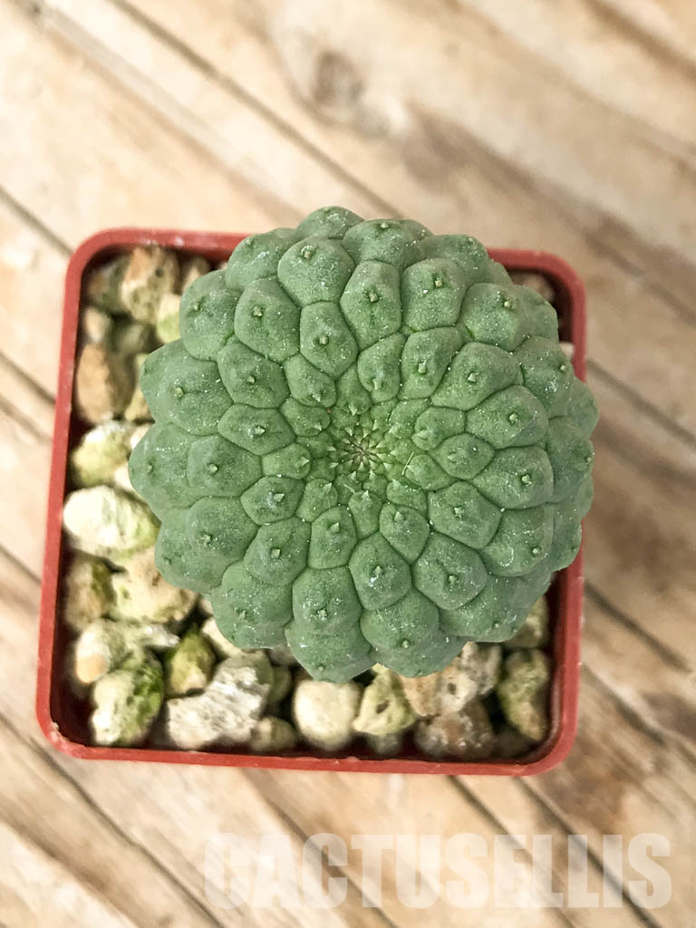 SHPR6813 Trichocaulon cactiforme - Image 4