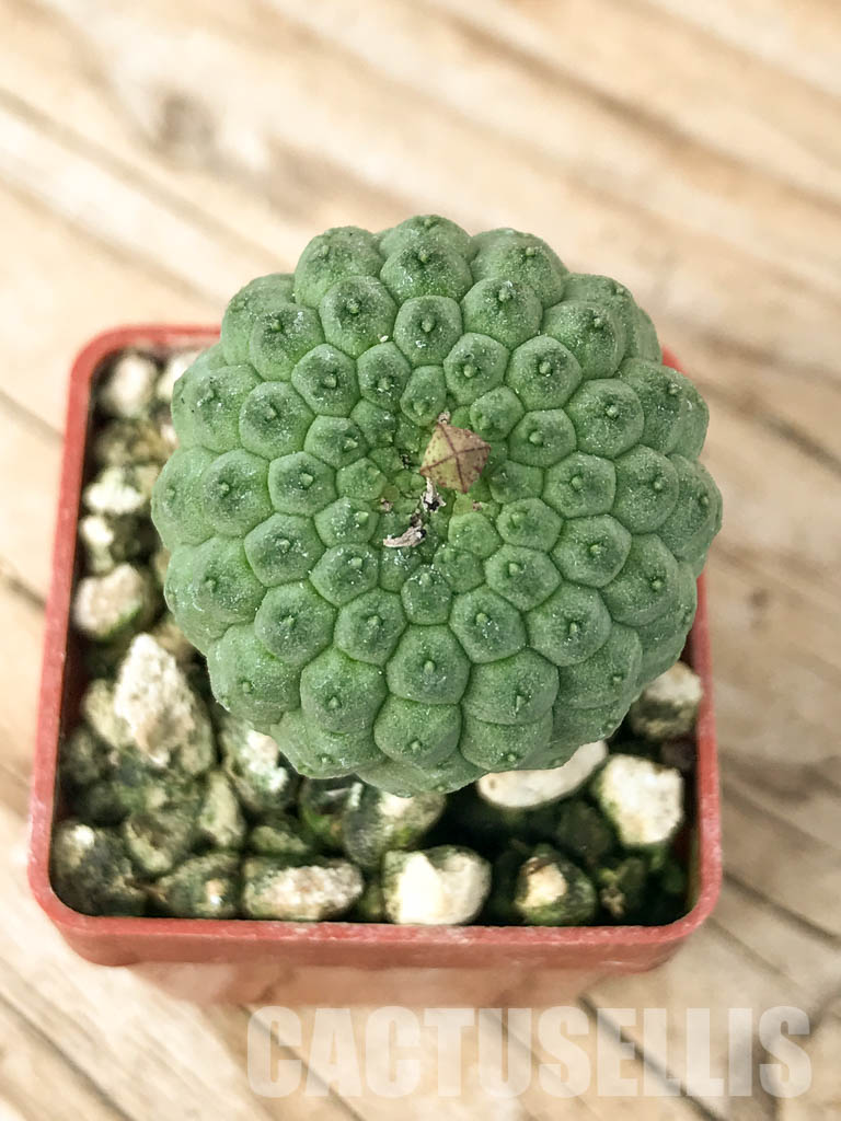 SHPR6813 Trichocaulon cactiforme