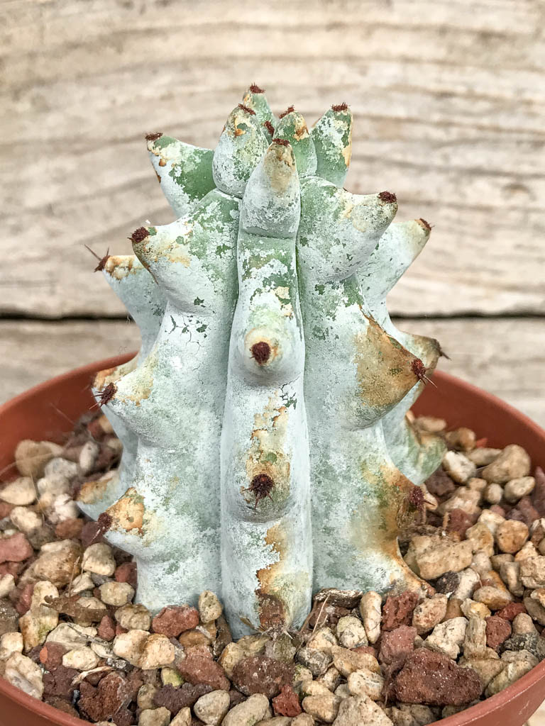 SHPR6820 Stenocereus beneckei, Central Mexico