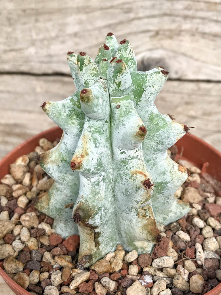 SHPR6820 Stenocereus beneckei, Central Mexico - Image 3