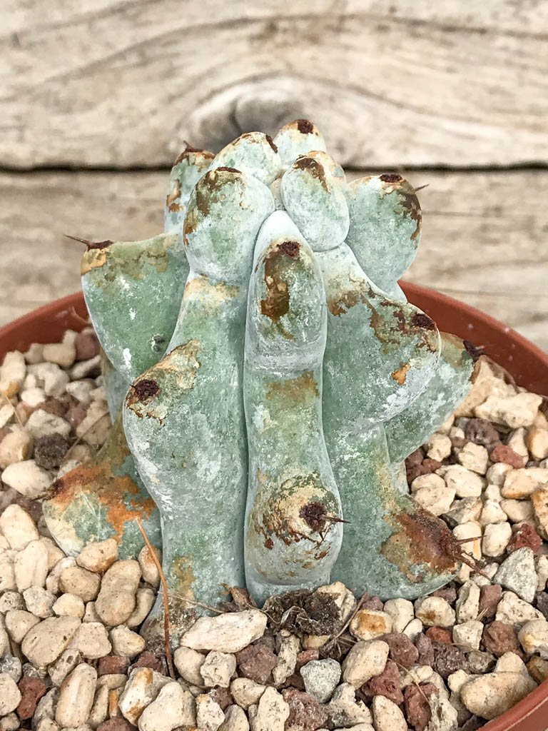 SHPR6820 Stenocereus beneckei, Central Mexico - Image 4