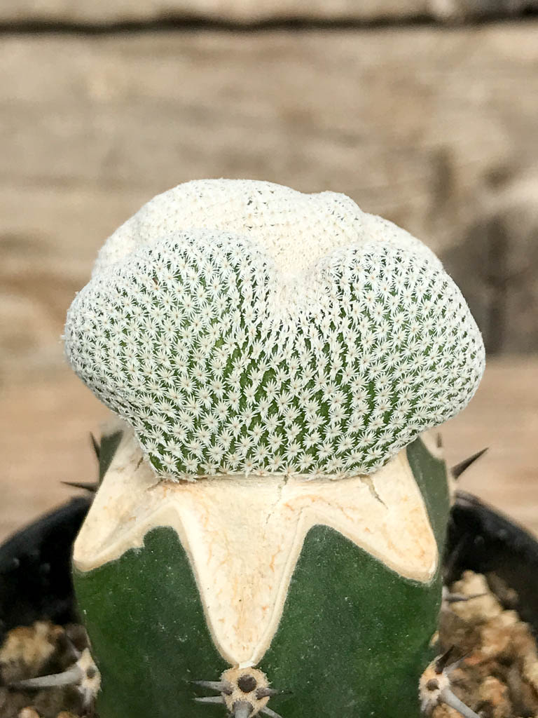 SHPR6821 Epithelantha bokei f. cristata - Image 2