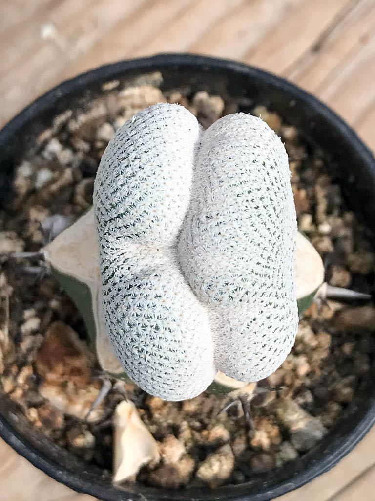 SHPR6821 Epithelantha bokei f. cristata - Image 3