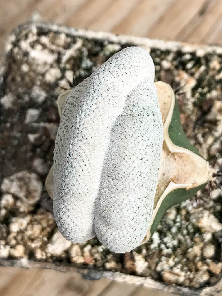 SHPR6821 Epithelantha bokei f. cristata - Image 4