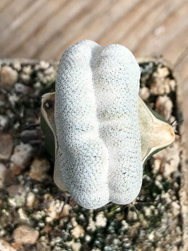 SHPR6821 Epithelantha bokei f. cristata - Image 5