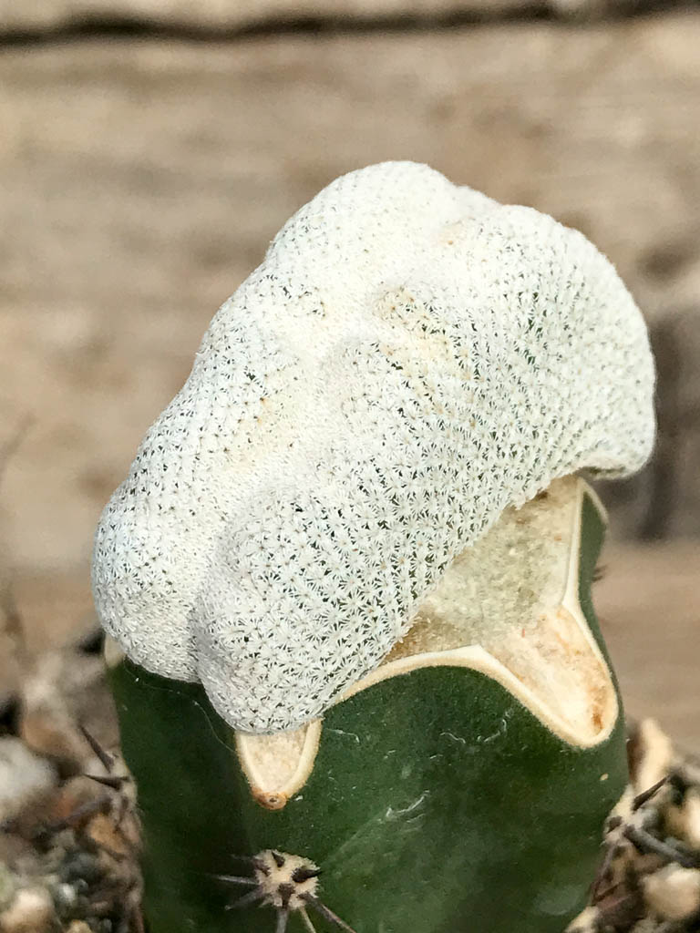 SHPR6821 Epithelantha bokei f. cristata