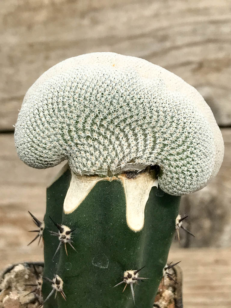 SHPR6822 Epithelantha bokei f. cristata