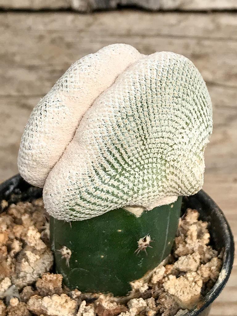 SHPR6822 Epithelantha bokei f. cristata - Image 3