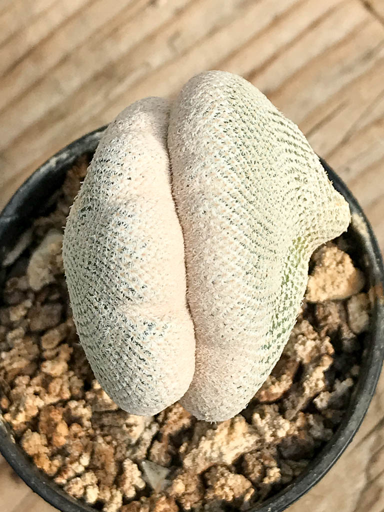 SHPR6822 Epithelantha bokei f. cristata - Image 4