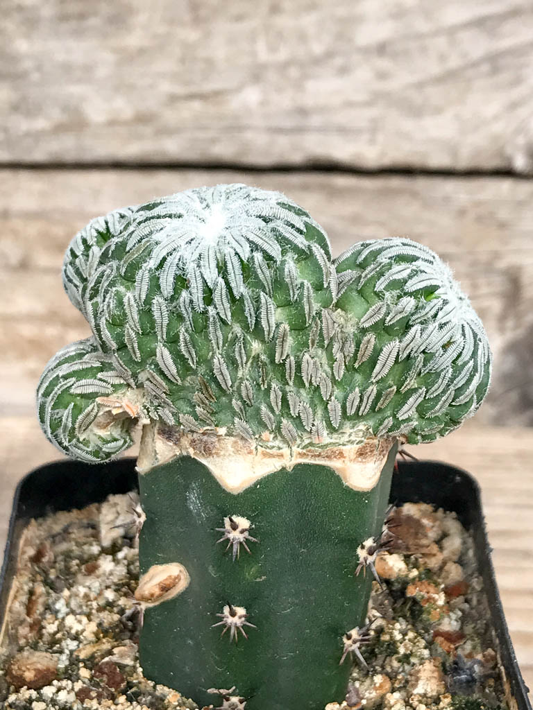 SHPR6824 Pelecyphora aselliformis f. cristata - 画像 (2)