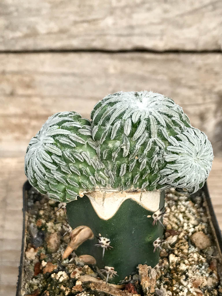 SHPR6824 Pelecyphora aselliformis f. cristata - 画像 (3)