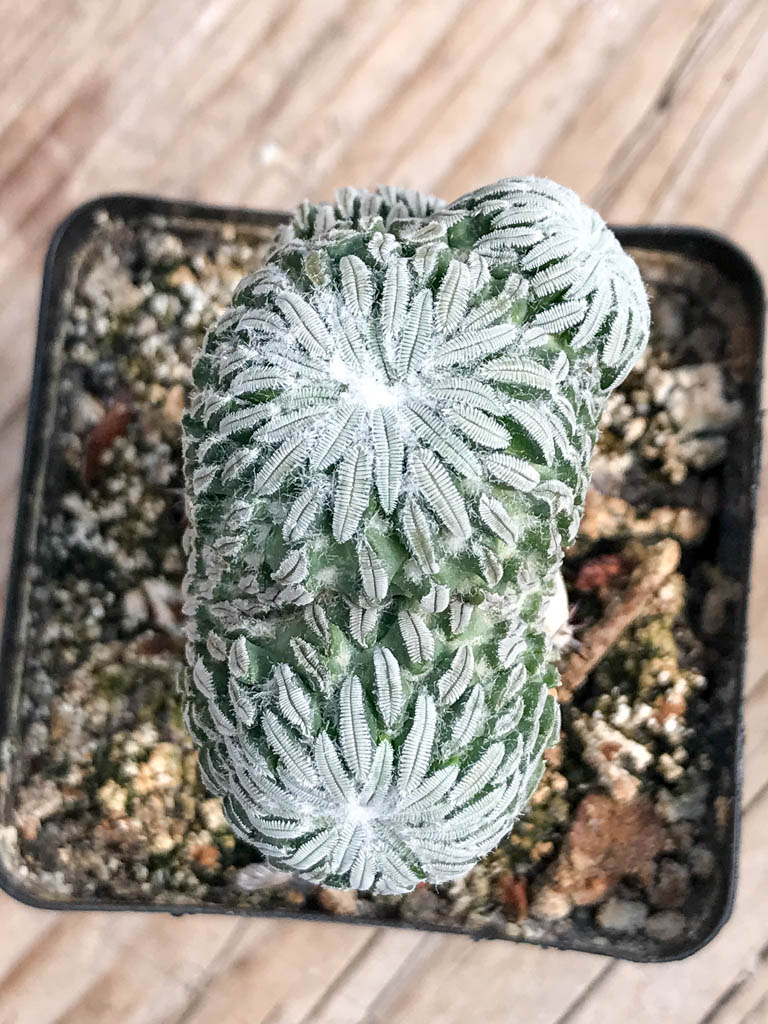 SHPR6824 Pelecyphora aselliformis f. cristata