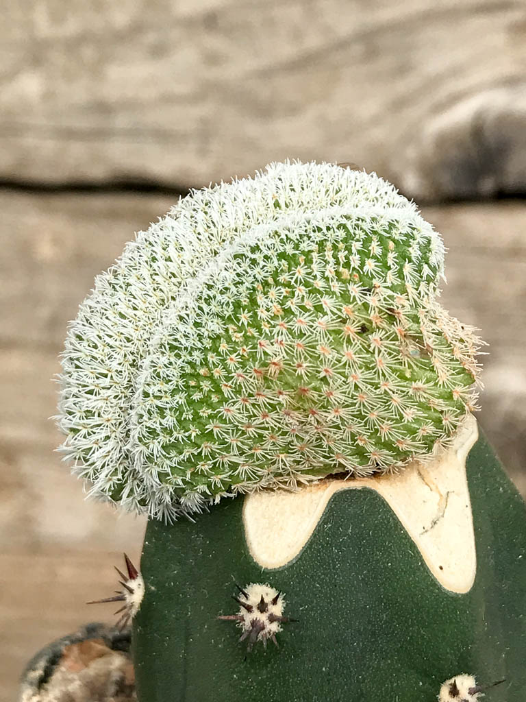 SHPR6825 Epithelantha micromeris f. cristata, Viesca, Coahuila, Mexico - Image 2