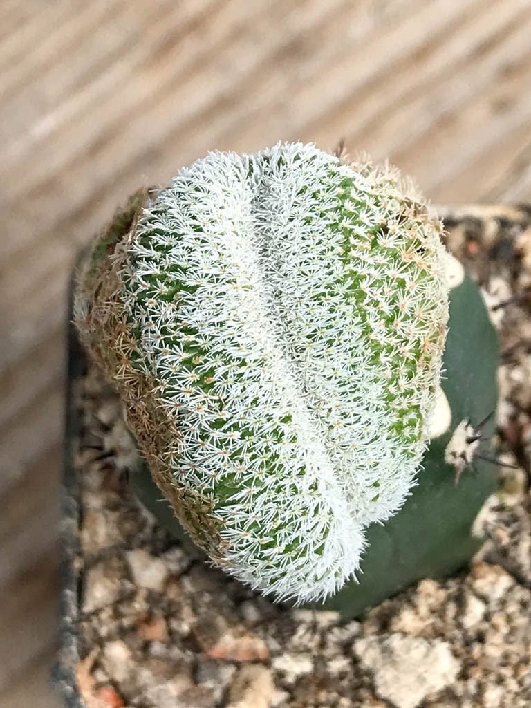 SHPR6825 Epithelantha micromeris f. cristata, Viesca, Coahuila, Mexico