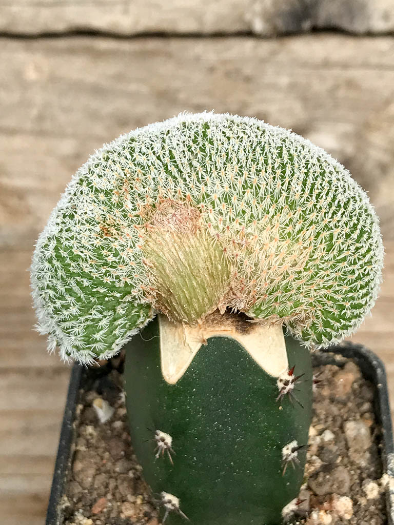 SHPR6827 Epithelantha micromeris f. cristata, Viesca, Coahuila, Mexico - Image 2