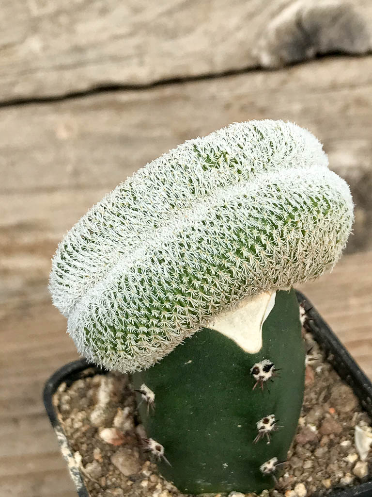 SHPR6827 Epithelantha micromeris f. cristata, Viesca, Coahuila, Mexico