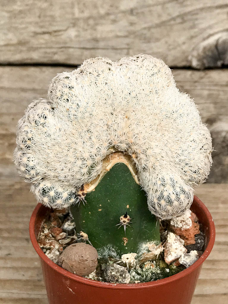 SHPR6828 Mammillaria lasiacantha subs. egregia f. cristata