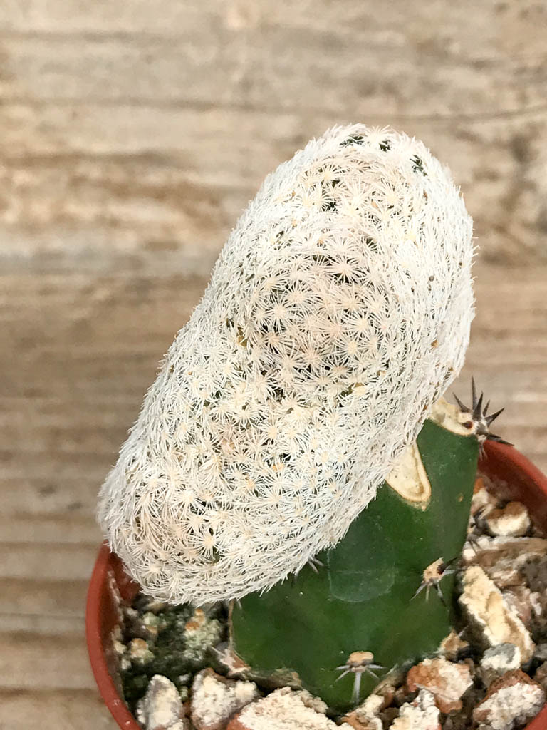 SHPR6828 Mammillaria lasiacantha subs. egregia f. cristata - Image 3