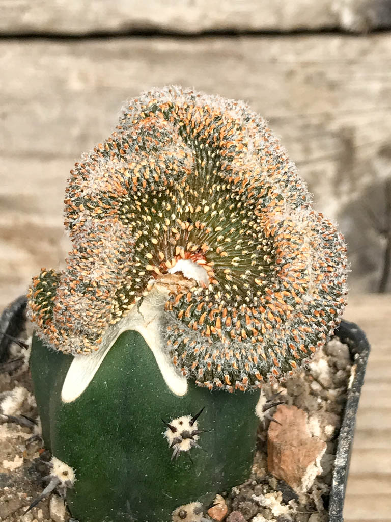 SHPR6829 Geohintonia mexicana f. cristata, clone 1