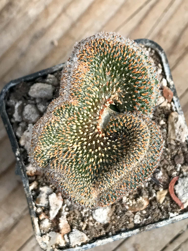 SHPR6829 Geohintonia mexicana f. cristata, clone 1 – Bild 3