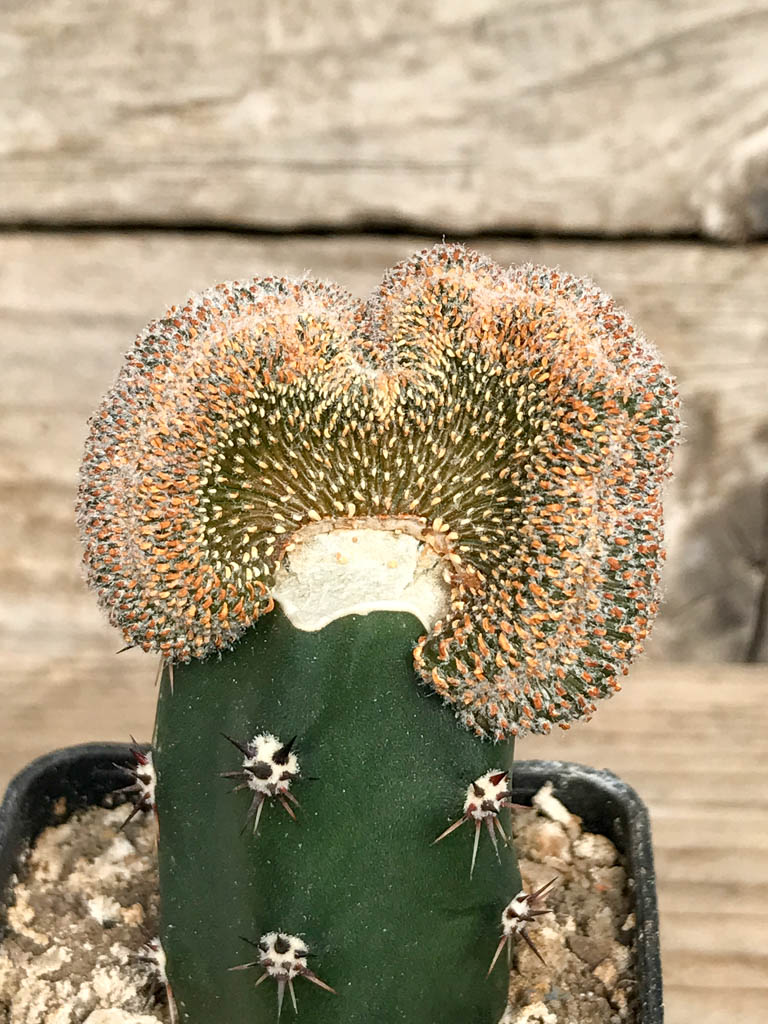 SHPR6830 Geohintonia mexicana f. cristata, clone 1