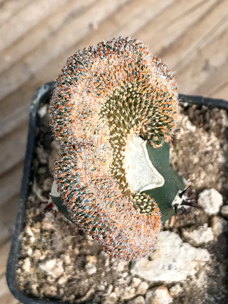 SHPR6830 Geohintonia mexicana f. cristata, clone 1 - immagine 3
