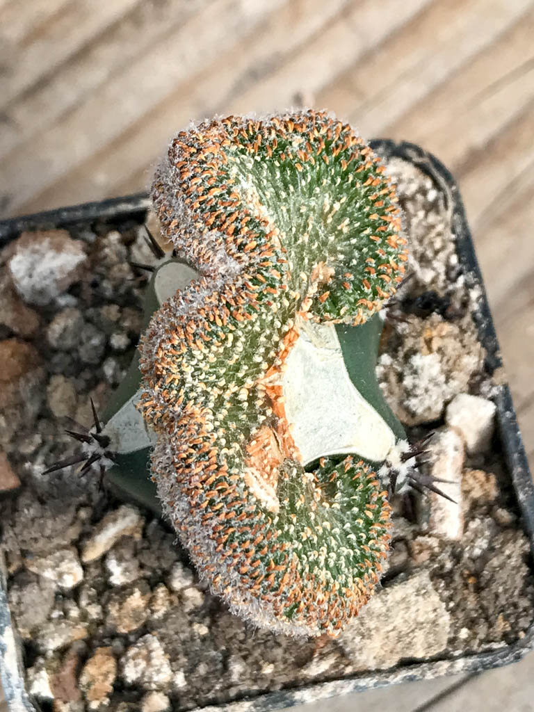 SHPR6830 Geohintonia mexicana f. cristata, clone 1 - immagine 4